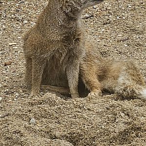 Yellow mongoose