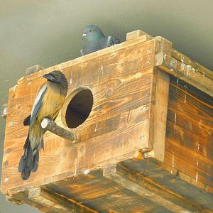 Rufous Tree pie and Pigeon at Istanbul Bird Paradise