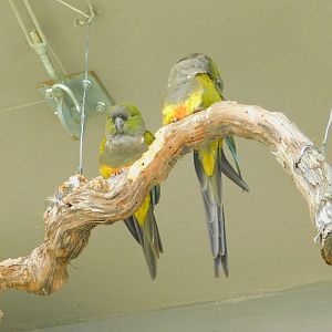 Patagonian Comure at Istanbul Bird Paradise