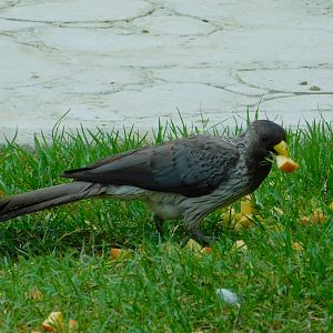 Plantain Eater at Istanbul Bird Paradise