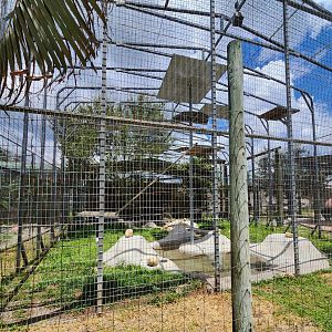 Big Cat Habitat - Serval enclosure