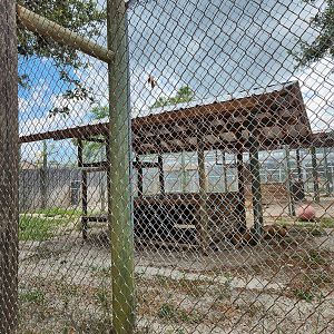 Big Cat Habitat - Lion enclosure