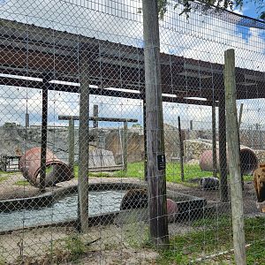 Big Cat Habitat - Kodiak Bear enclosure