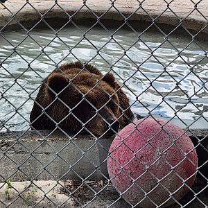 Big Cat Habitat - Kodiak Bear