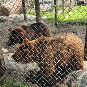 Big Cat Habitat - Syrian Brown Bears