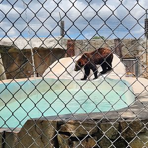 Big Cat Habitat - Bear pool