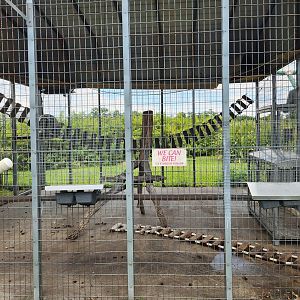 Big Cat Habitat - Monkey enclosure closeup
