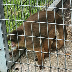Big Cat Habitat - Weird-looking capuchin (probably a hybrid)