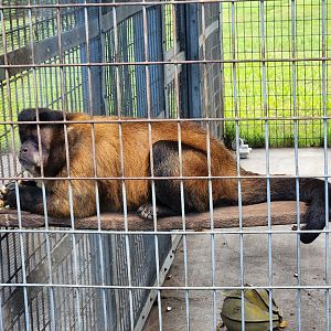 Big Cat Habitat - Tufted Capuchin
