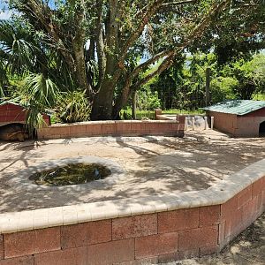 Big Cat Habitat - Tortoise yard