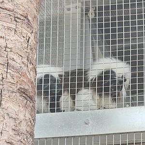 Big Cat Habitat - Cottontop Tamarin