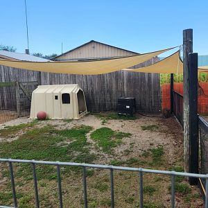 Big Cat Habitat - Wallaby yard
