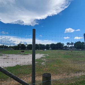 Big Cat Habitat - Hoofstock yard