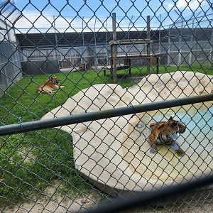 Big Cat Habitat - Tiger enclosures