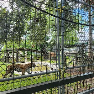 Big Cat Habitat - Tiger enclosures
