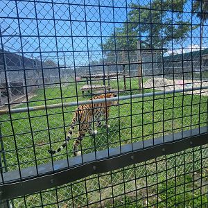 Big Cat Habitat - Tiger enclosures