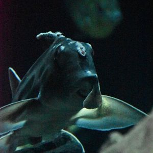 Australian ghostshark (Callorhinchus milii)?