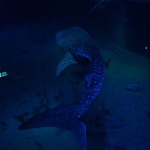 Whale shark (Rhincodon typus)