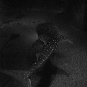 Whale shark (Rhincodon typus)