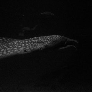 Whale shark (Rhincodon typus)