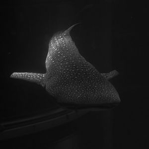Whale shark (Rhincodon typus)