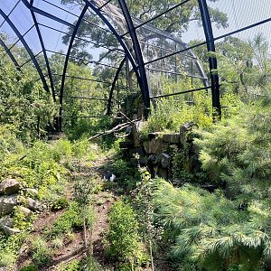 Andean Condor Exhibit