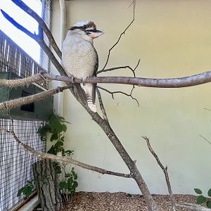 Kookaburra