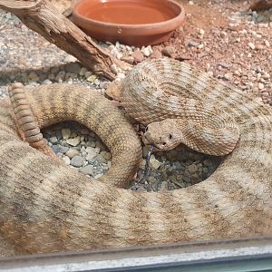 Tiger rattlesnake
