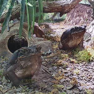 Giant cane toads