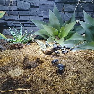 Rinkhals with dung beetles