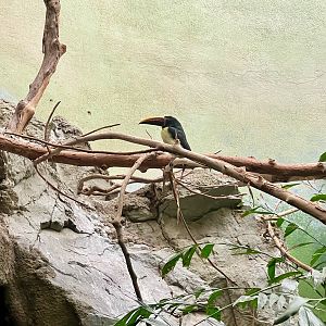 Green Aracari