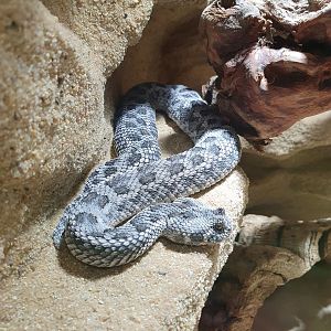 Reptilienzoo Scheidegg: Southern adder