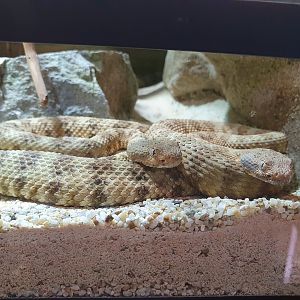 Reptilienzoo Scheidegg: Ángel de la Guarda Island speckled rattlesnake