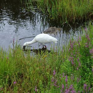 Black-faced spoonbill