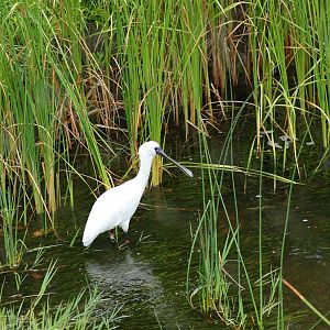 Black-Faced spoonbill