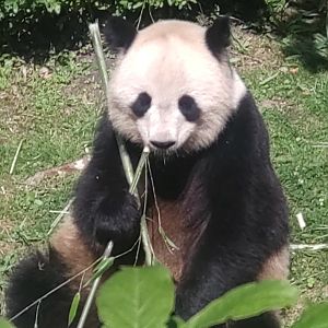 Giant Panda 13/8/2023