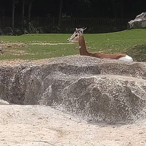 Dama gazelle 13/8/23