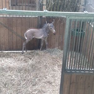 Grevy's zebra foal 13/8/23