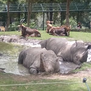 African savannah 13/8/23