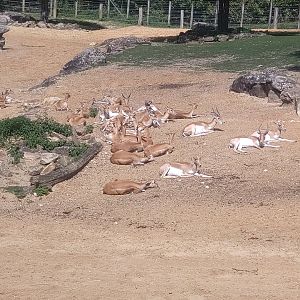 Blackbuck herd
