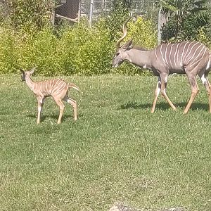 Lesser kudus