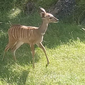 Young lesser kudu 13/8/23