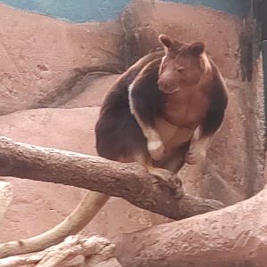 Goodfellow's tree kangaroo 13/8/23
