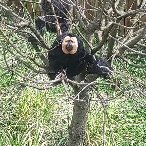 White faced saki in south American aviary