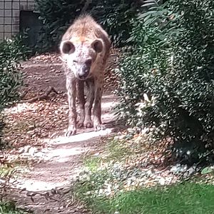 Spotted Hyaena