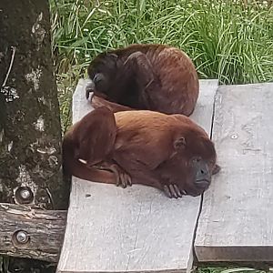 Red Howler monkeys in south American aviary