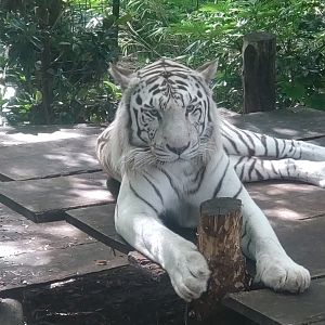 White Tiger 13/8/23