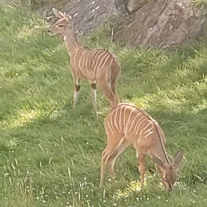 Young lesser kudus