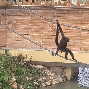 Black spider monkey in south American aviary