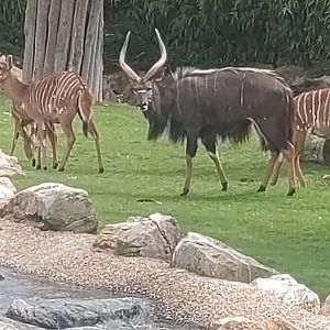 Nyala